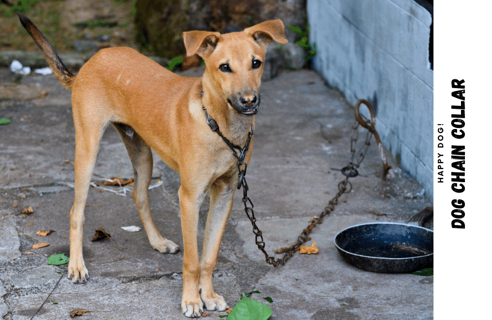 an illustration of a dog which is wearing home-made dog chain collar.