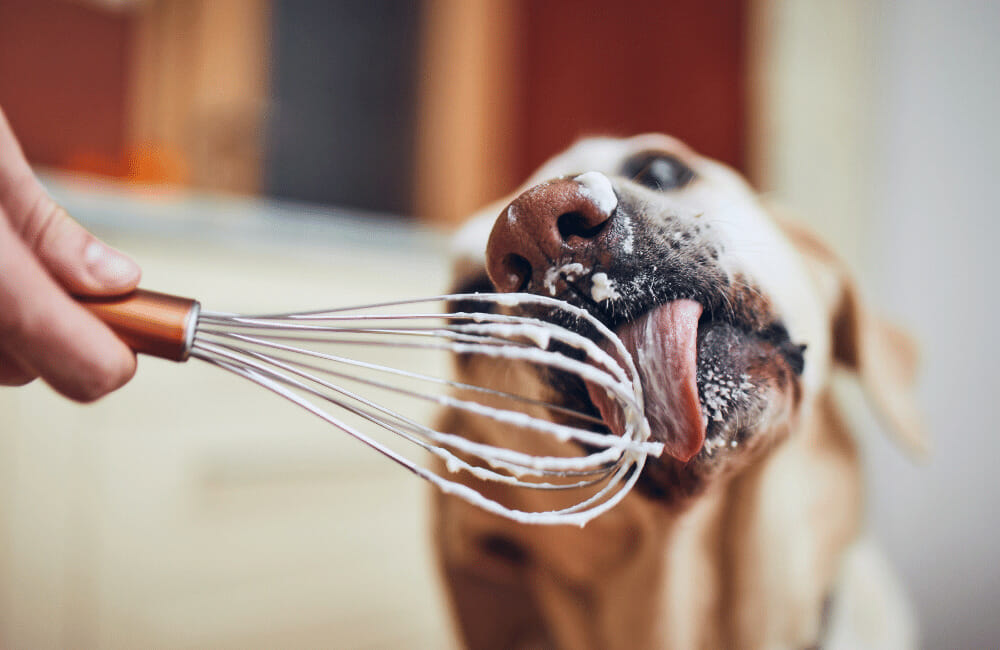 an illustration of dog is licking a mixer to avoid licking a wound. 