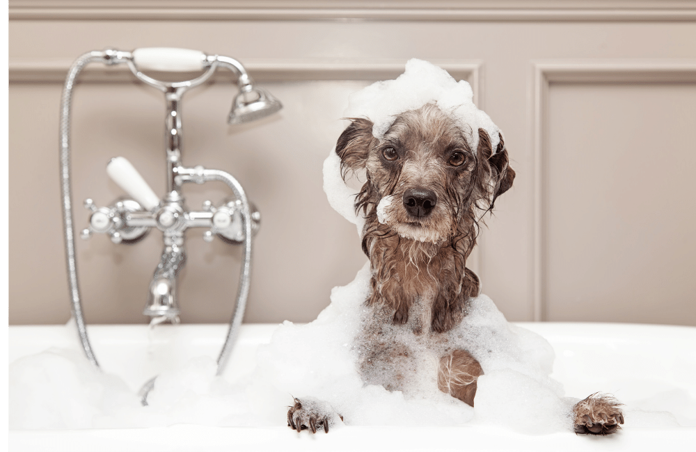 an illustration of a dog sitting in a bath tub and all the smell is gone from its collar and body. 