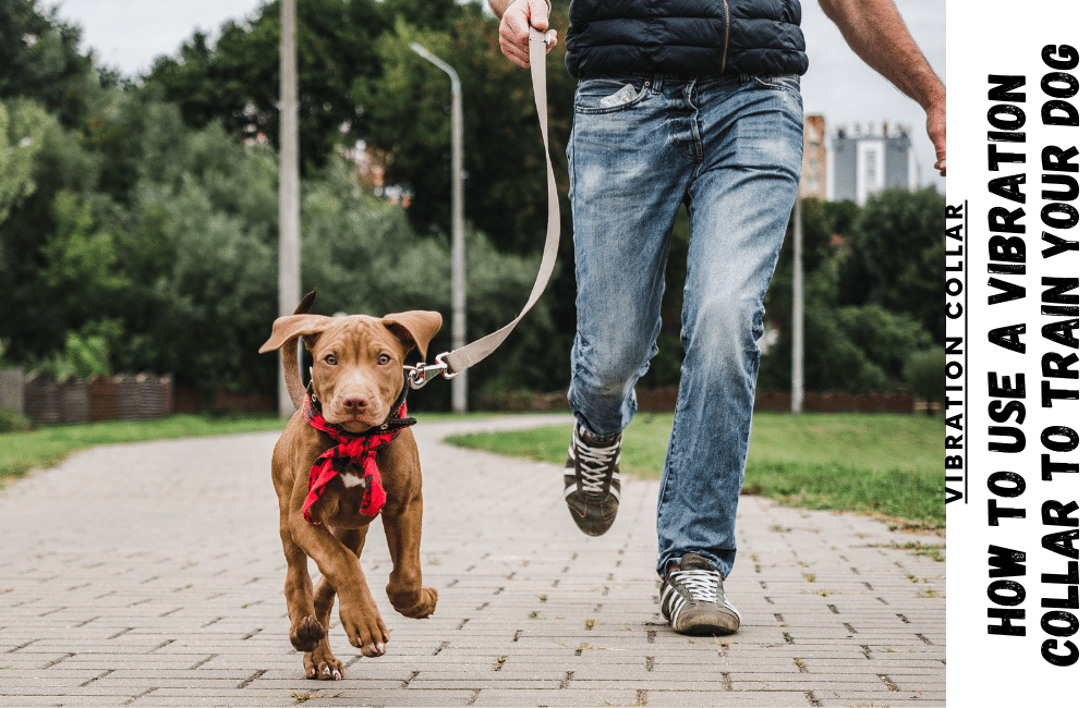 stop a dog from pulling while he is wearing a choke collar.