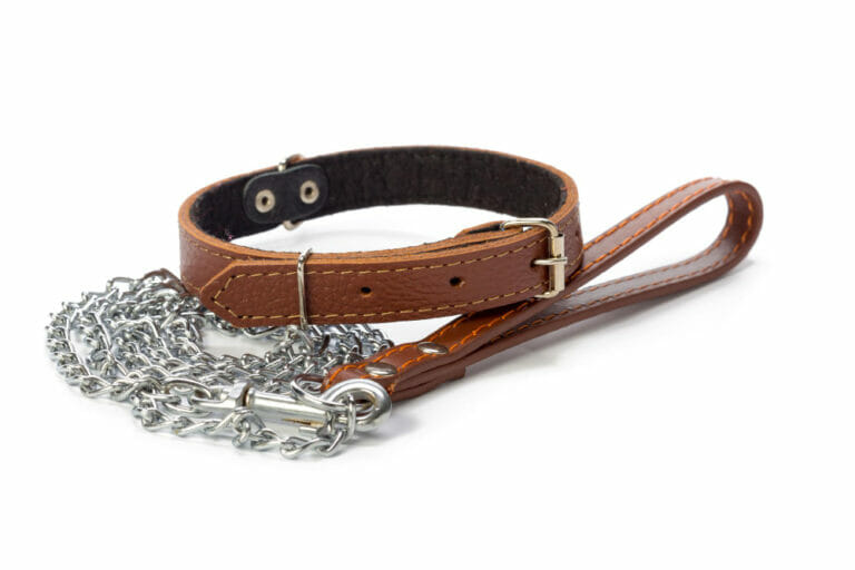 Elegant Dog Collars for Special Occasions and Photoshoots