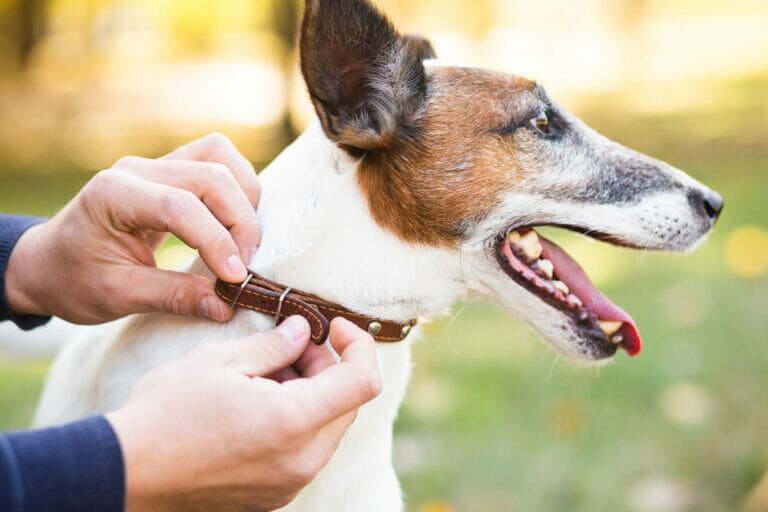 Chew-Proof Dog Collars: The Ultimate Solution for Canine Chewers