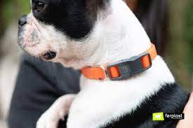 Can Magnetic Dog Collars Benefit Your Furry Friend’s Health?